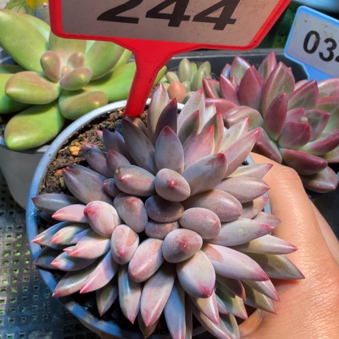 多肉植物虞美人244