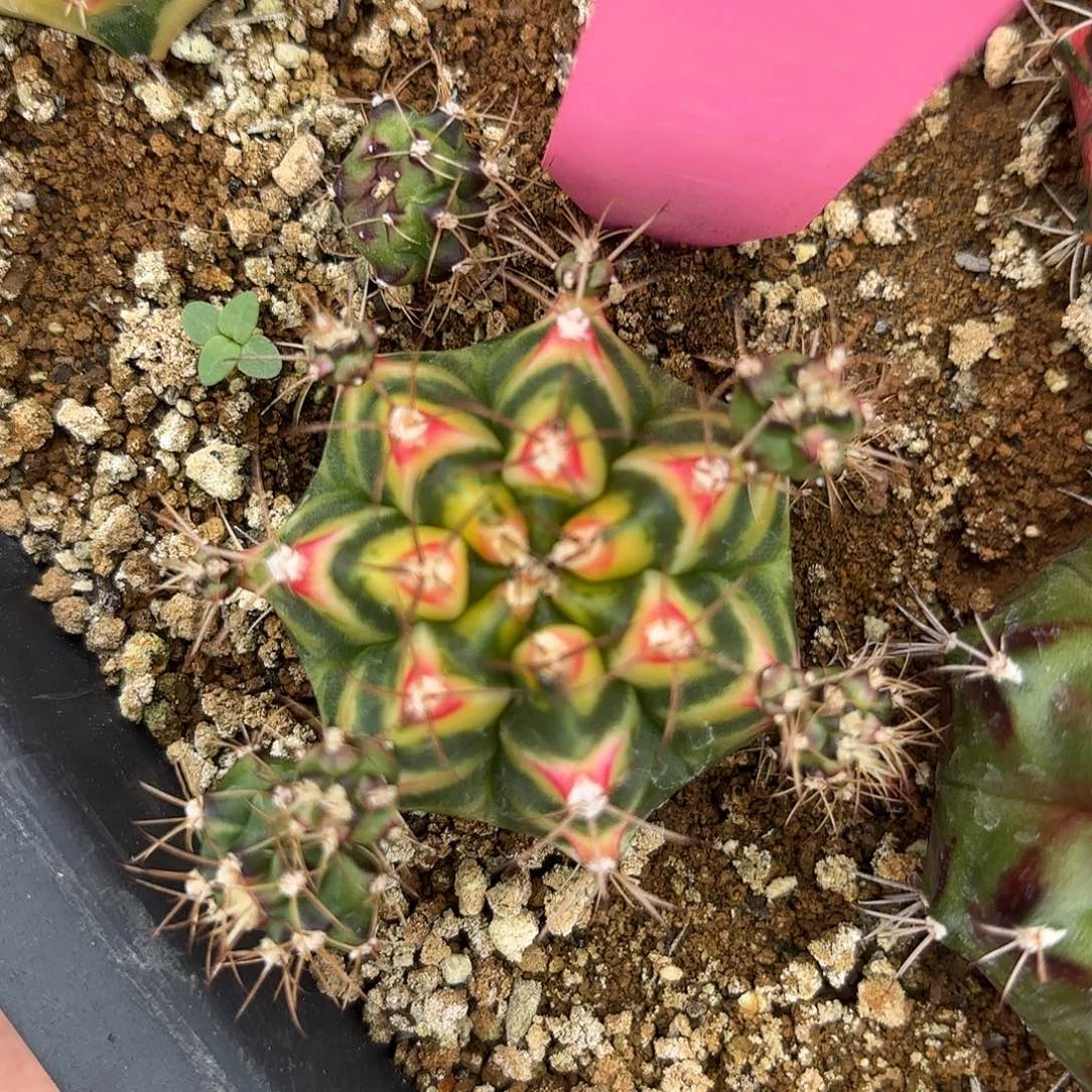518-0926泰国发货 花田