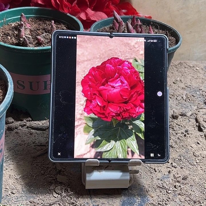 健***理完全开放亨利芍药