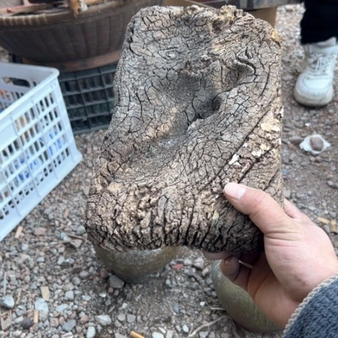 核桃木/黑胡桃（胡桃木）岁*