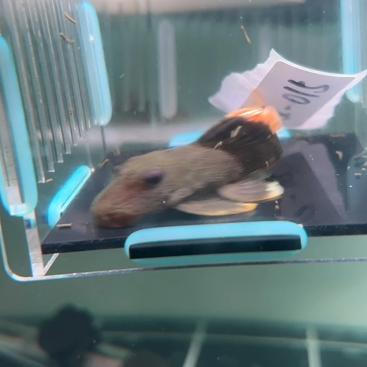 万***属清道夫鱼2-015黄骑士一条尺寸8