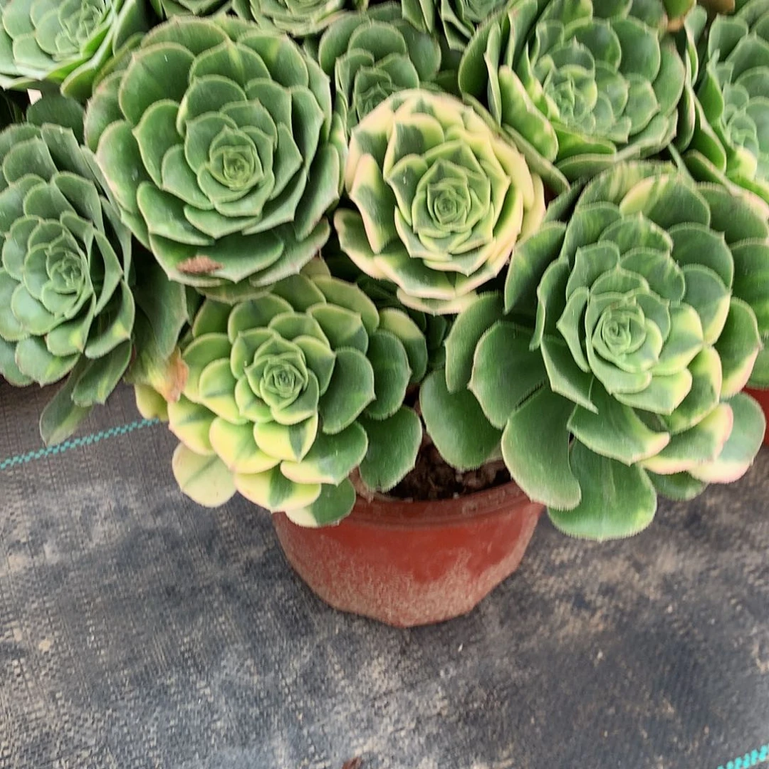 一***车完全开放法师图片多肉植物