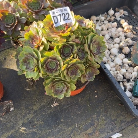 722万拉丝不包断枝