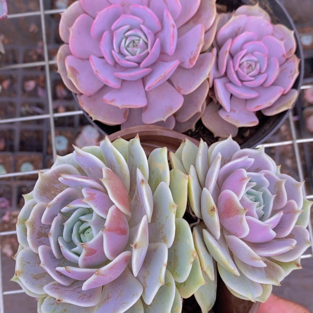 粉蝶➕露娜莲 双头起发各一盆