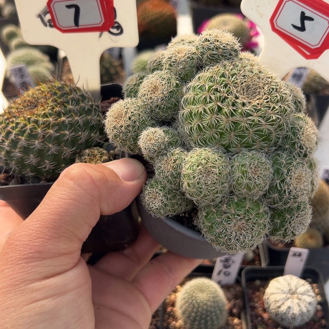 猫****5 2往事多肉园仙人球开花了