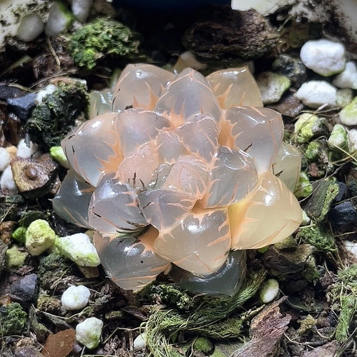 542糊斑水中月锦特选福利