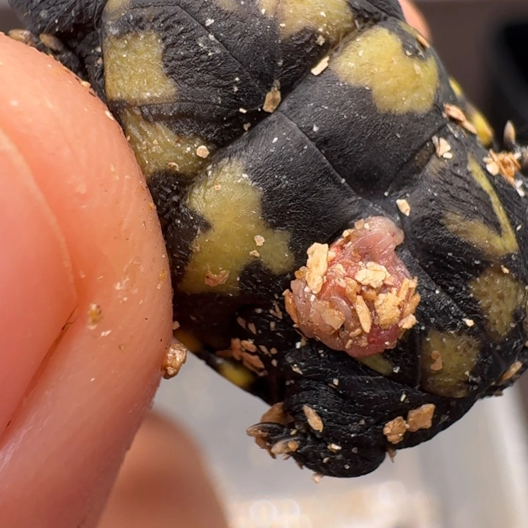 母蛋龟倾*果核苗