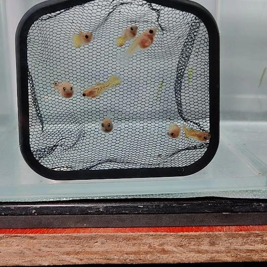 孔雀鱼龙系黄蕾丝玻璃猫孔雀鱼