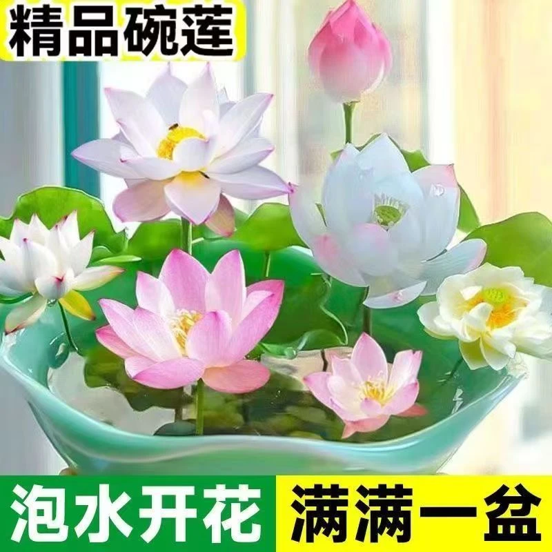 【新疆西藏包邮】碗莲种四季开花水培植物水生植物室内绿植阳台庭园