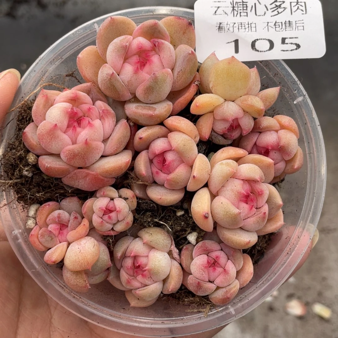 云糖心多肉植物105
