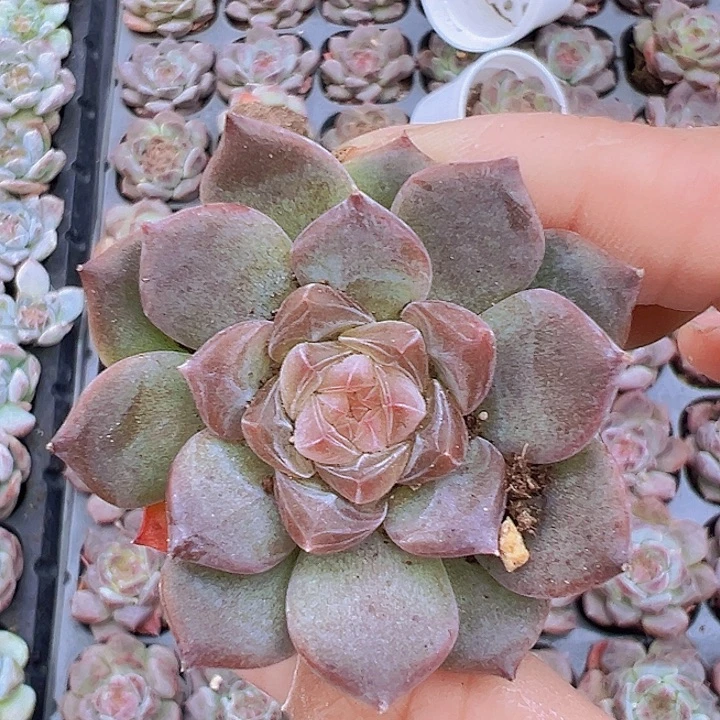 穴盘琥珀19包邮送盆