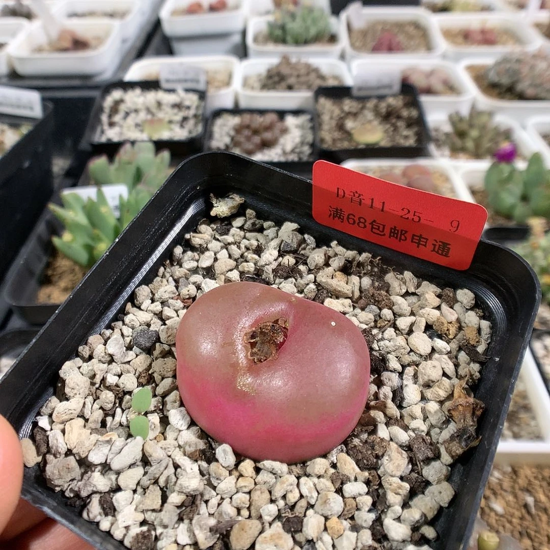 11-25-9       毛1颗