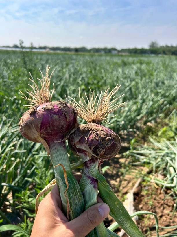 红皮洋葱新鲜现挖水果可生吃时令蔬菜紫皮甜味
