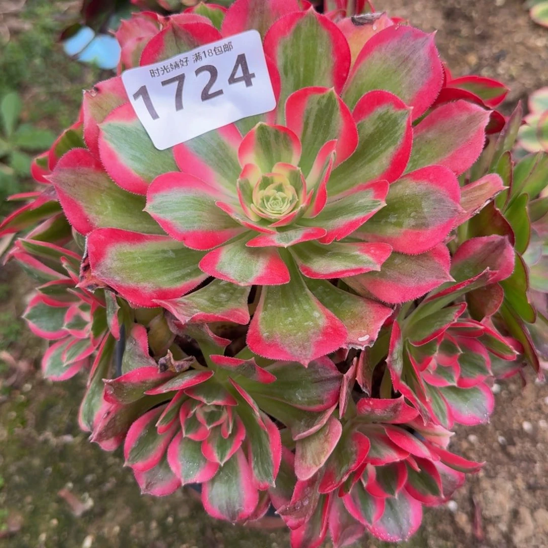 1724妖月。多肉植物
