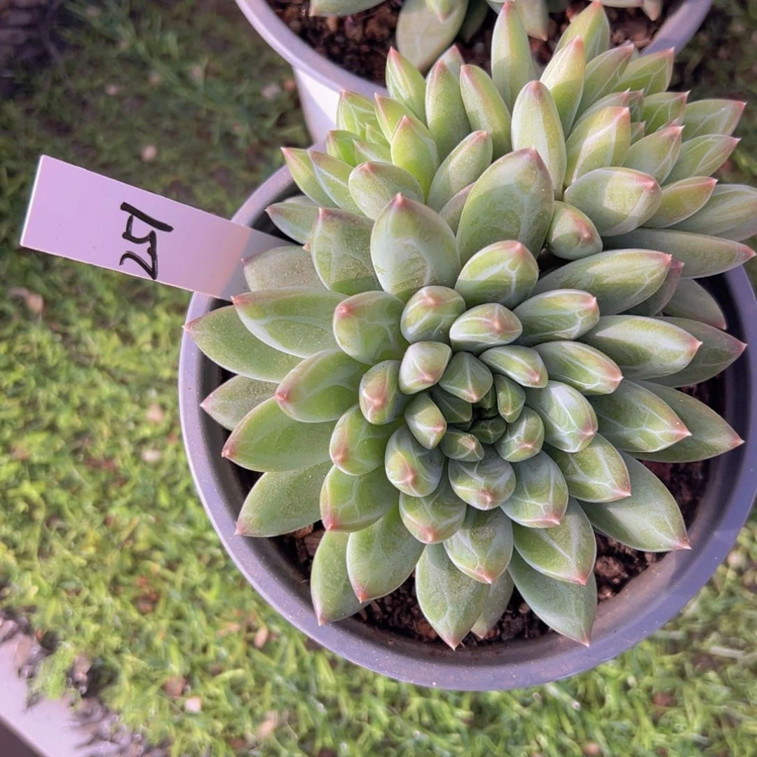 香玉的故事是一个人的故事