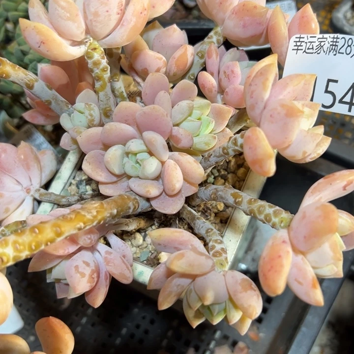 幸运的人是我自己吧