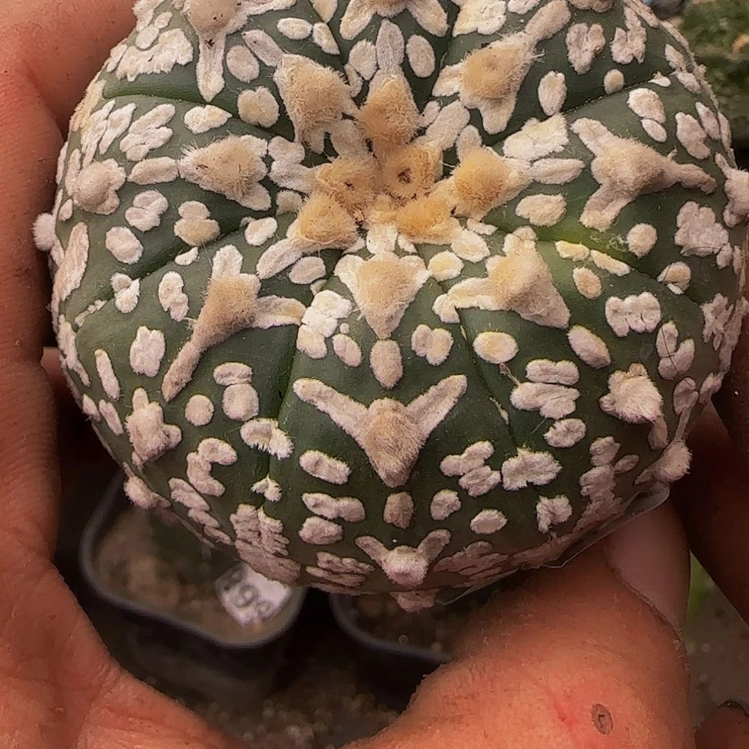 V兜842仙人球开花