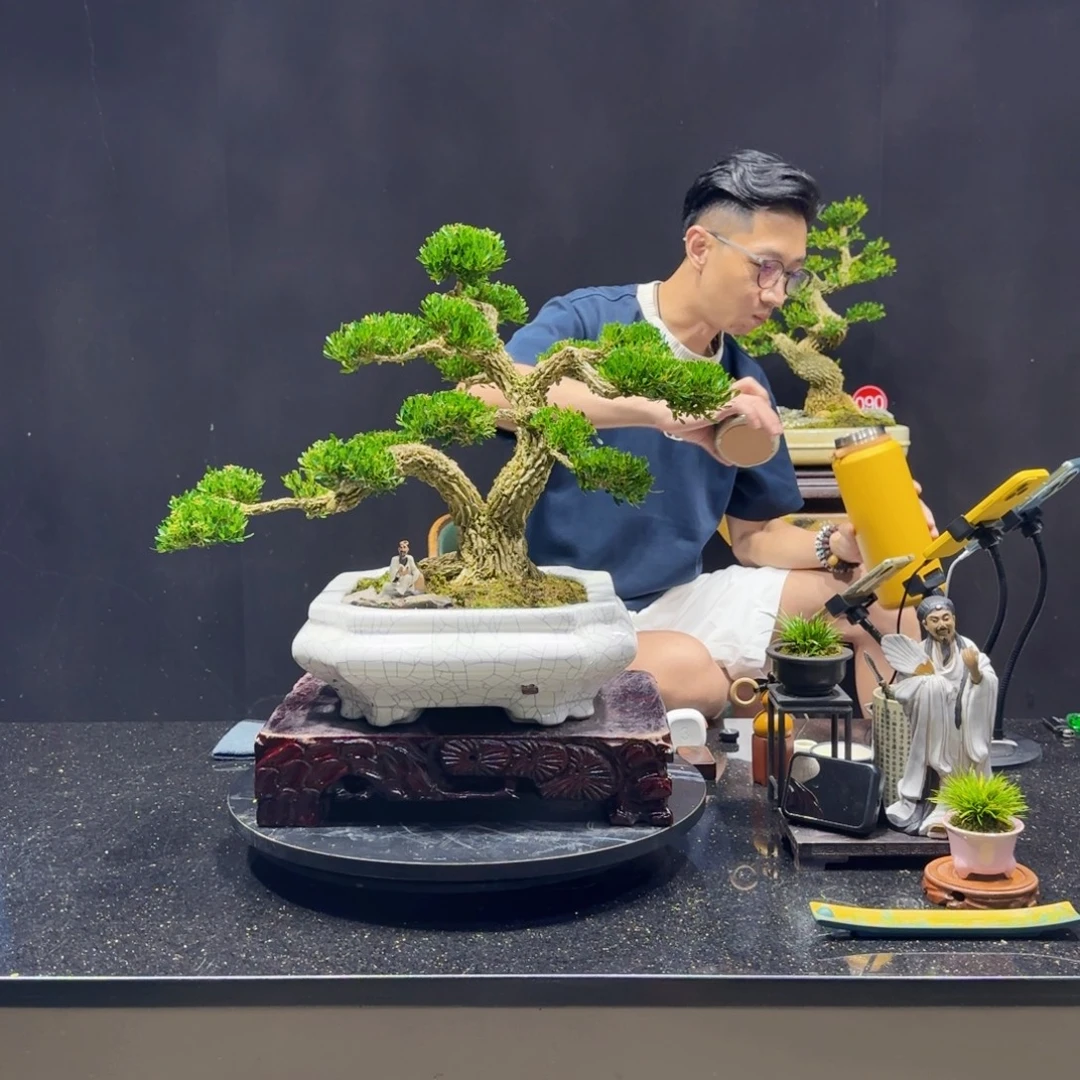 无花朵黄杨室内室外盆景艺术