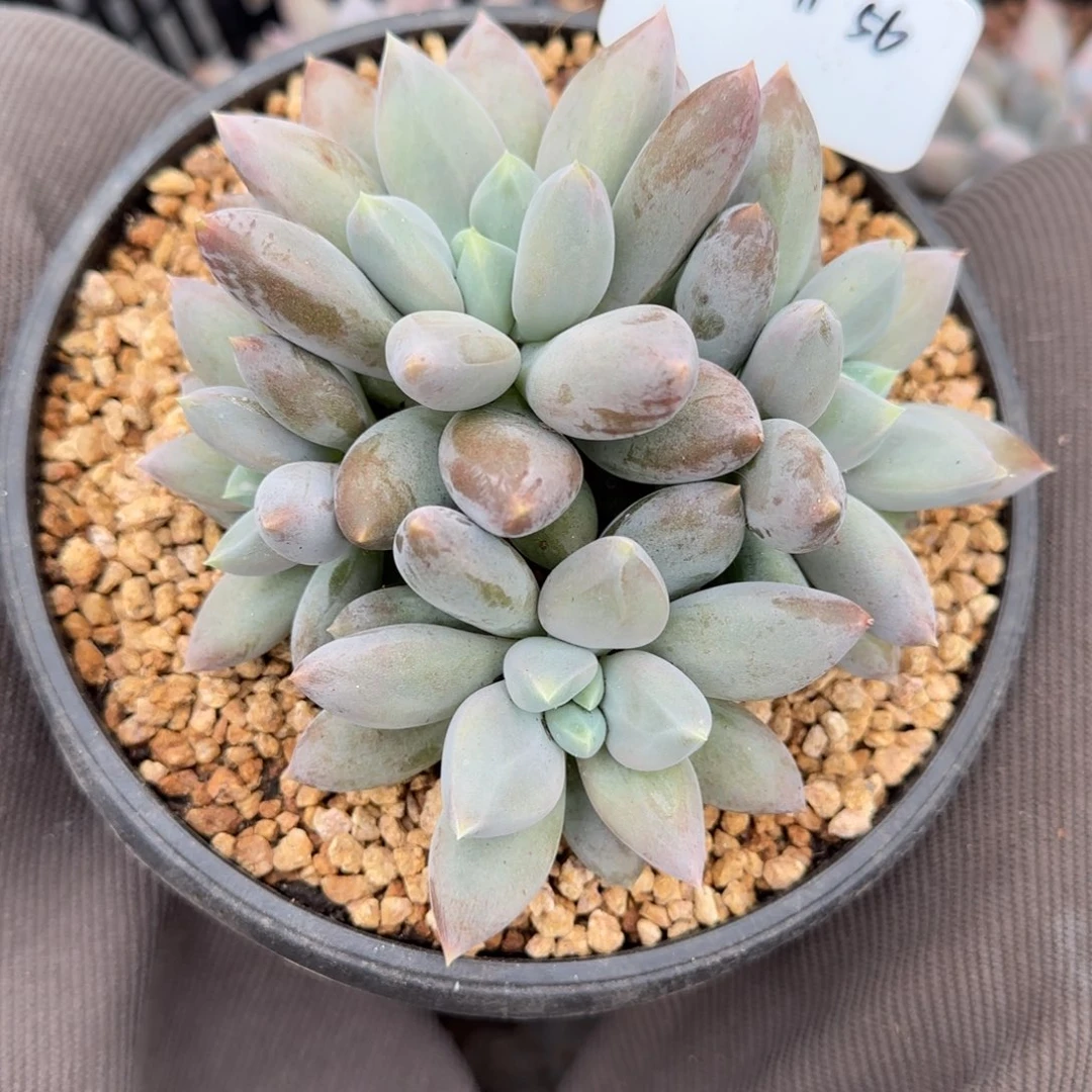 一物一拍海豚体哥特56