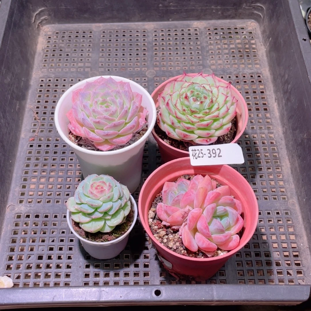 花利美25-392框拍4颗
