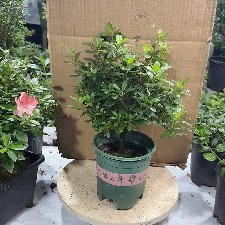 .***子完全开放樱绒杜鹃花