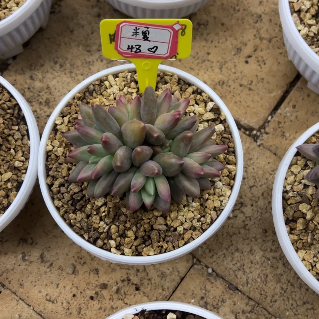 半***夏半夏48、