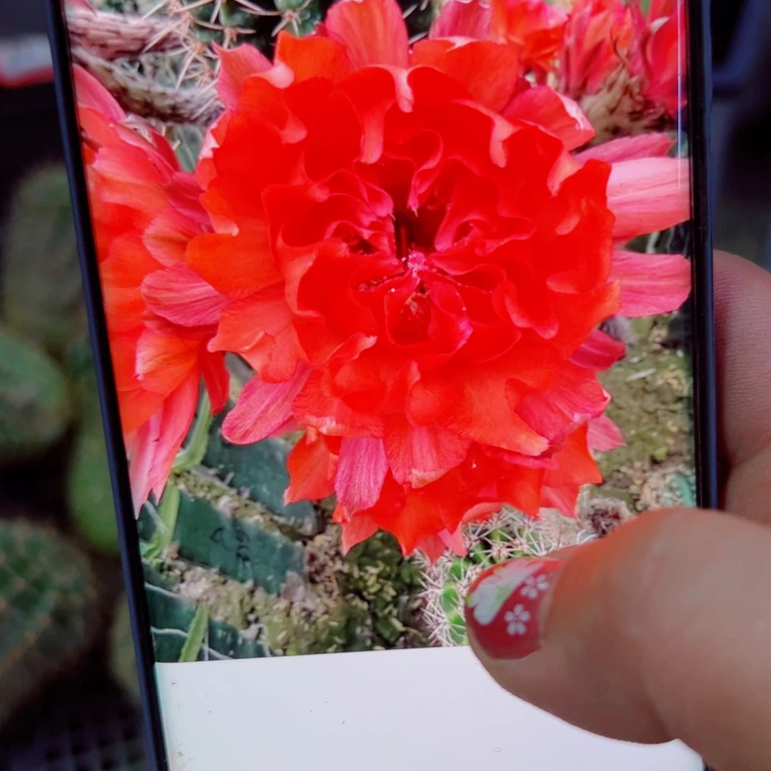 下96彩草A315 歪无根侧芽4公分左右20包邮