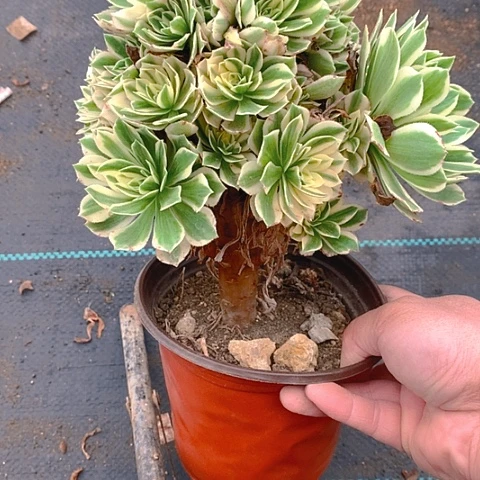 551艳凝多肉植物