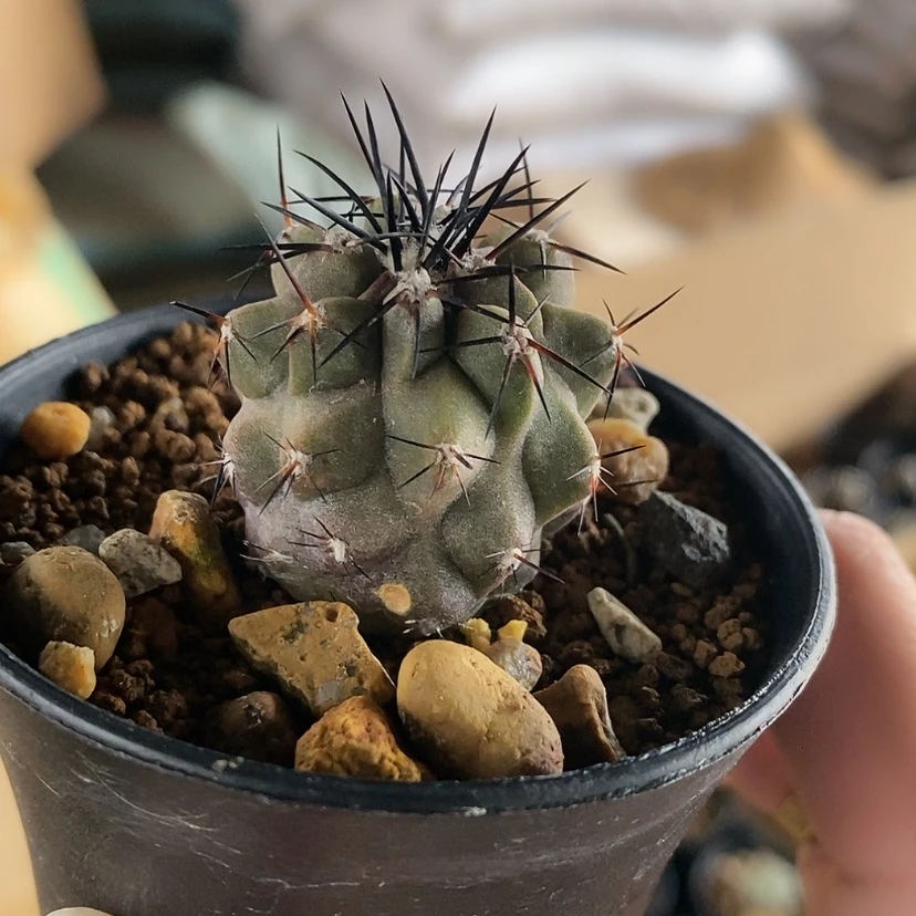 【闪购商品】自根。