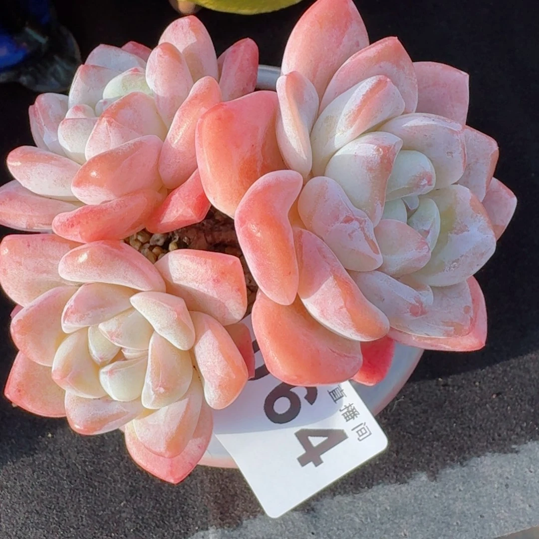 老冰玉老桩      愿你一路坦途，乘风破浪展宏图