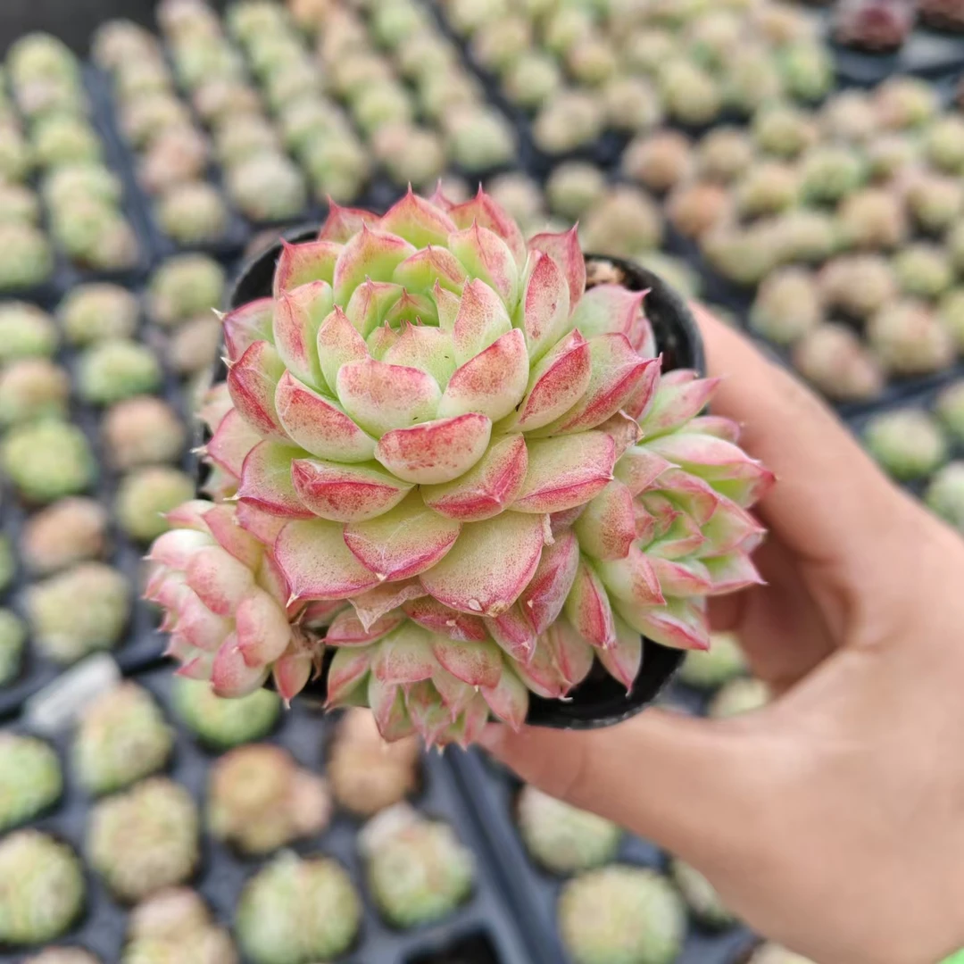 6#翠鸟  多肉植物  前男友精品多肉 SM0097