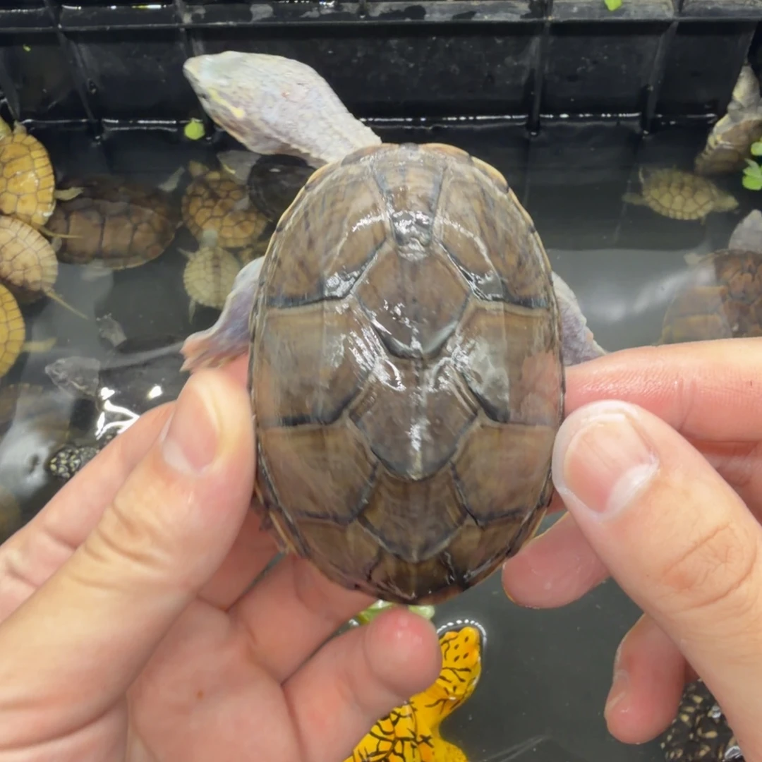 宠物龟不分公母麝香