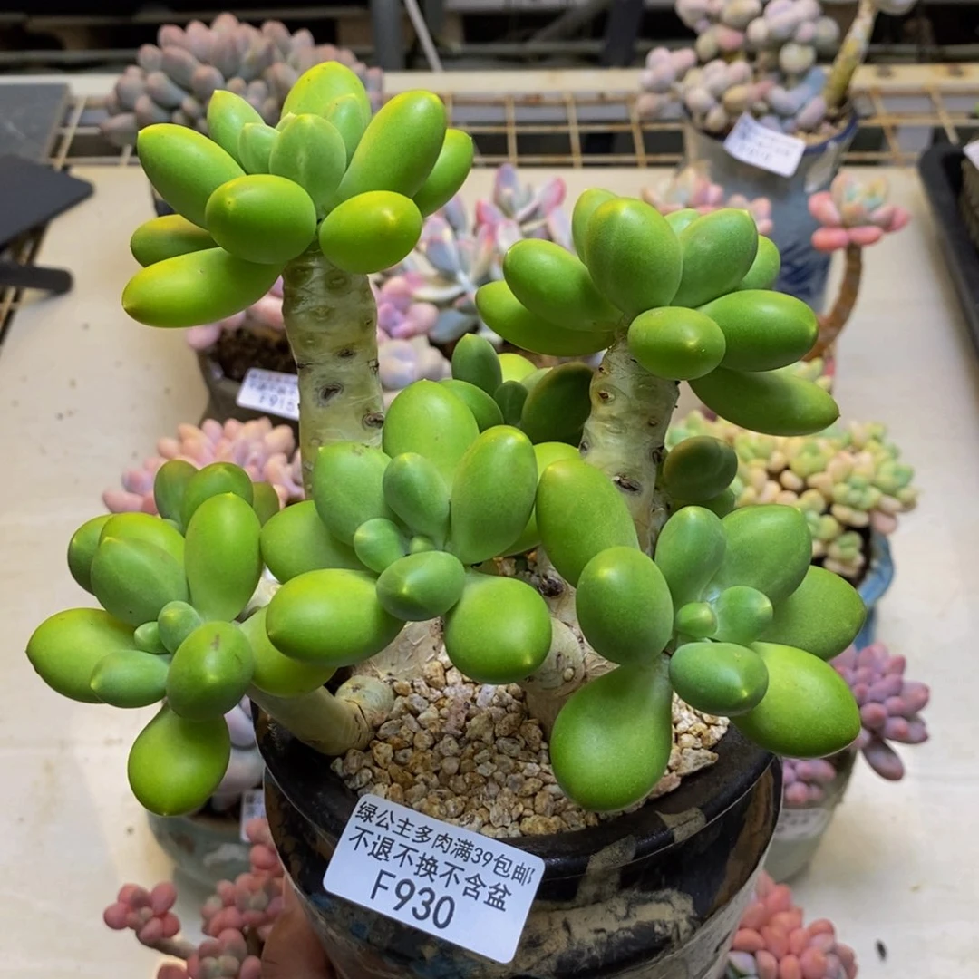 930金蟾芒果奶多肉15cm