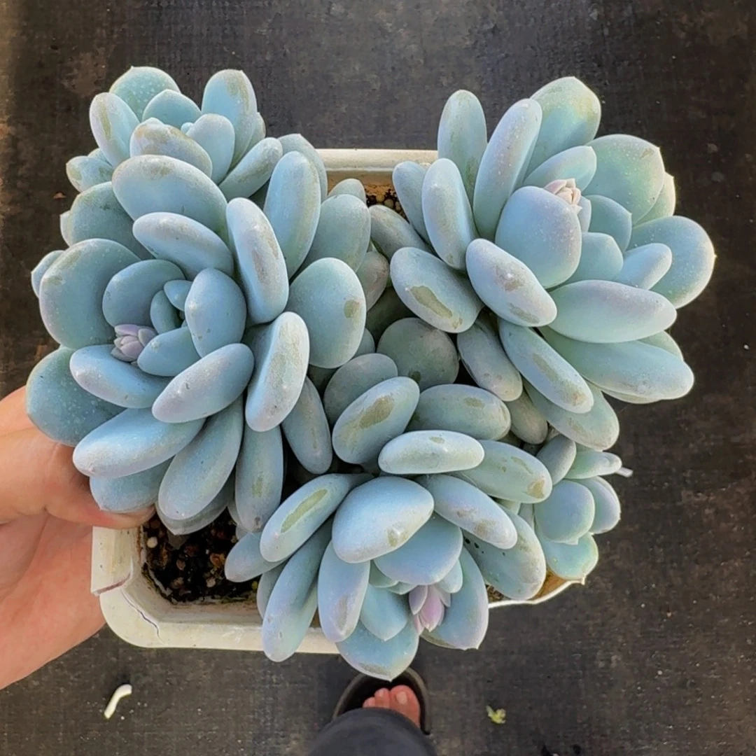 米雪奶 群生   一物一拍