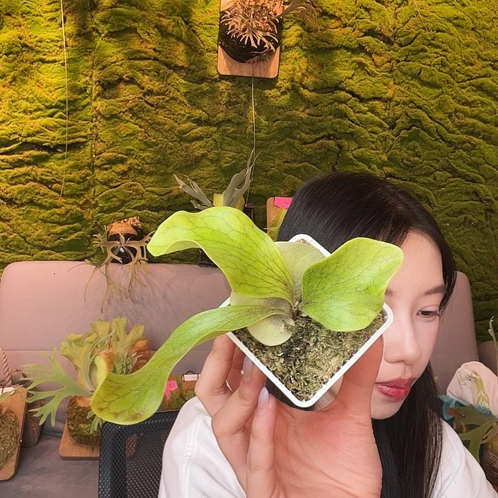 完全开放深绿侧芽