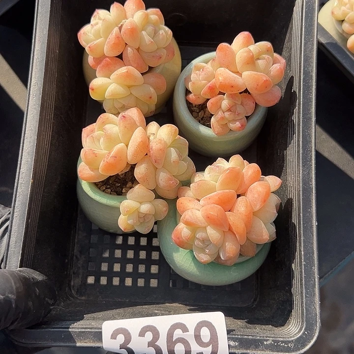 3369，四个三头冰玉带盆发