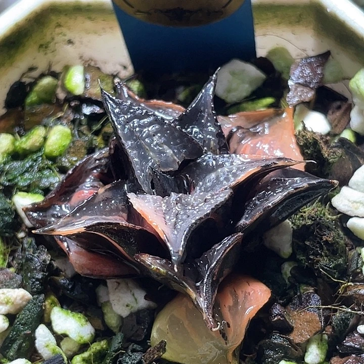 520白凤锦特选福利