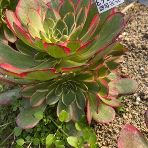 543粉花妖满25包邮多肉