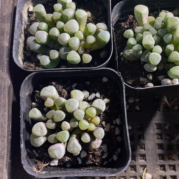 五十铃玉2.8带盆土