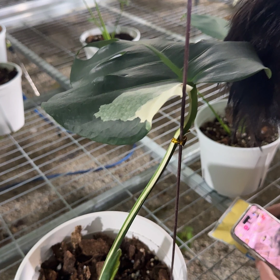 浅***光无花朵龟背竹一物一拍