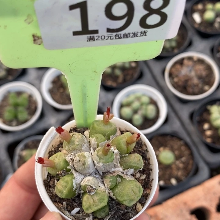 ****️生石花的季节到了198