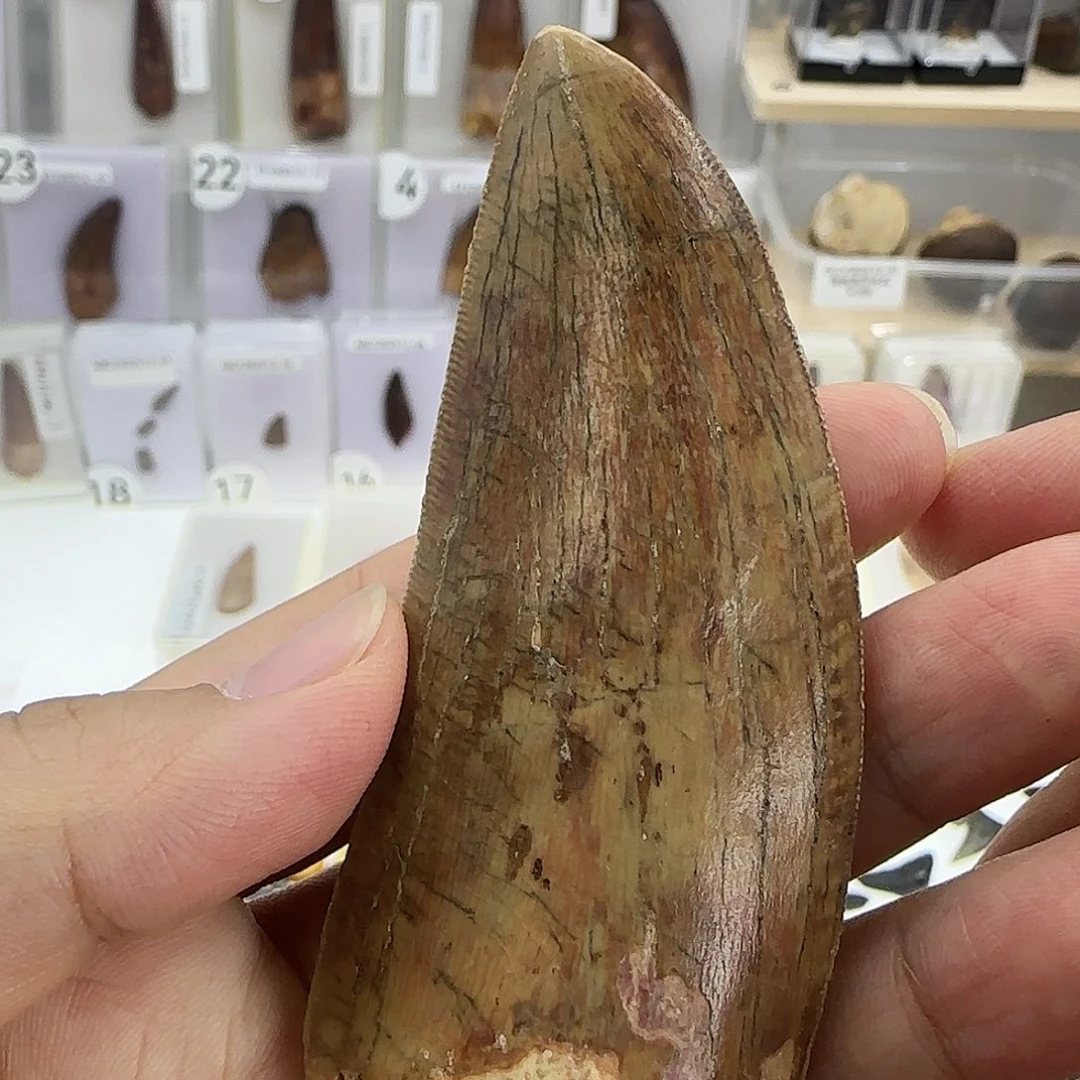 有机玻璃鲨齿龙牙齿化石