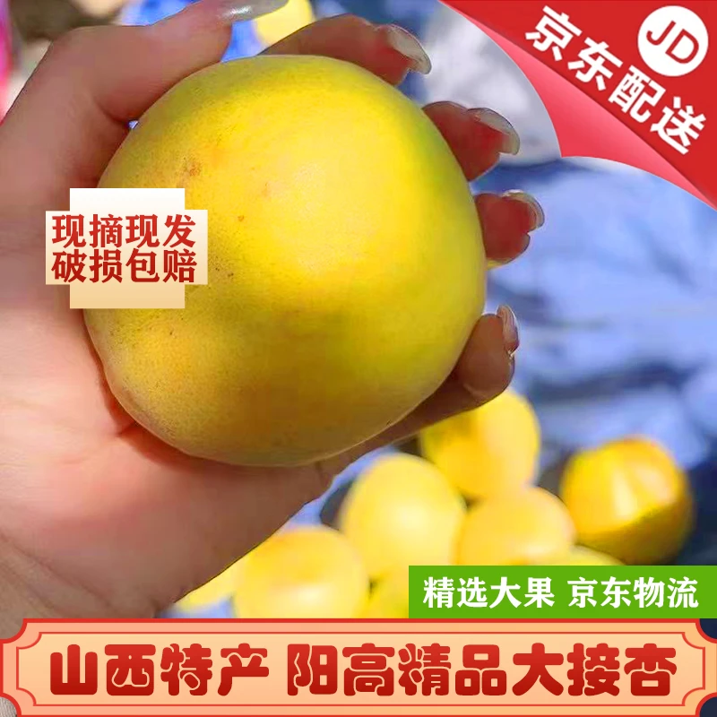 京东包邮正宗阳高大接杏山西特产蜂巢包装坏果包赔现摘现发5斤