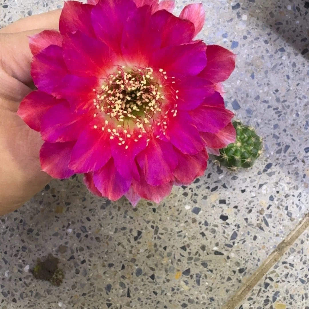 216丽花美2歪无根侧牙3公分左右