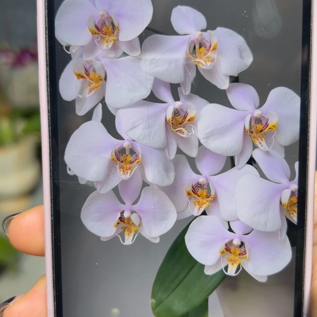 无花朵泗水阿嬷蝴蝶兰