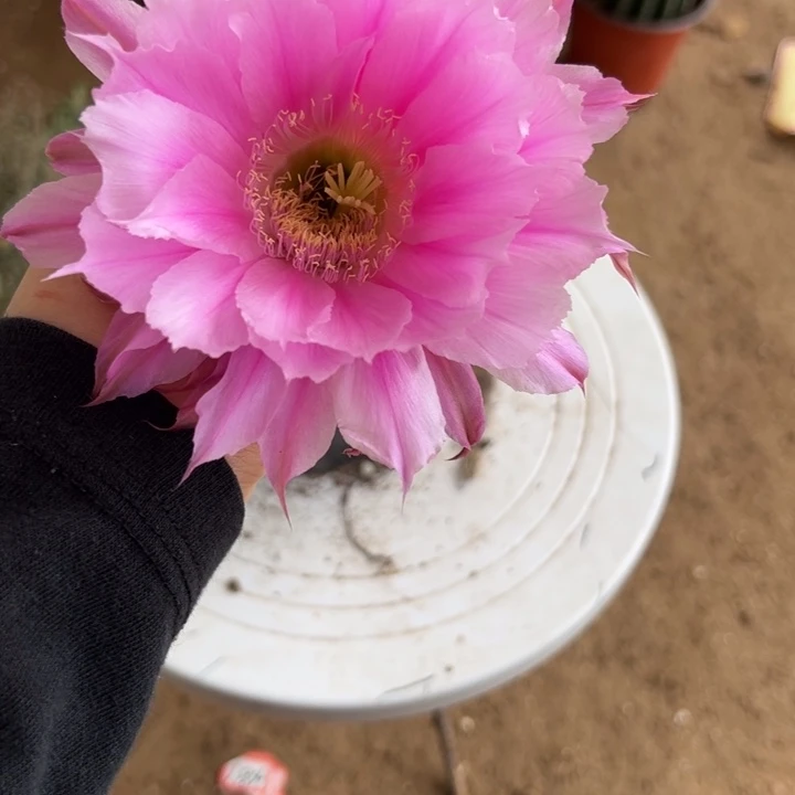 无花朵带根彩草160