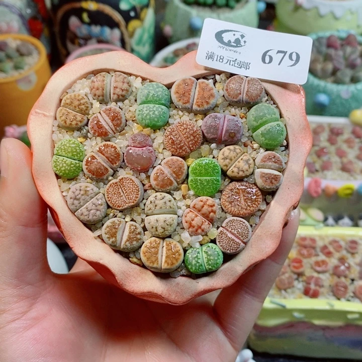 生石花花花花花花679