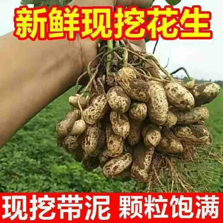 2025鲜花新鲜花生农家现挖自种湿带粉皮带壳泥生河南湿花生粉皮