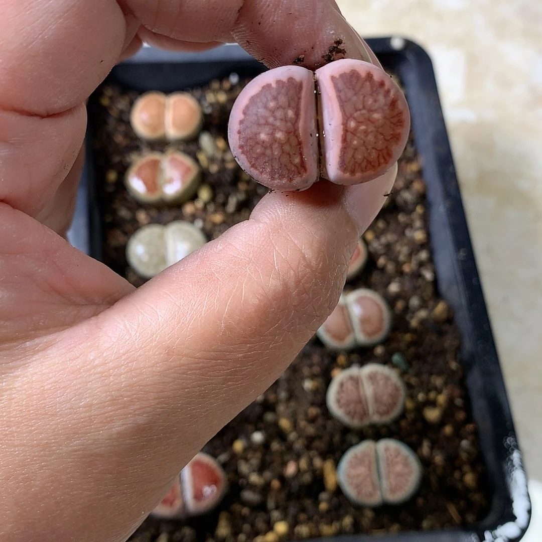 み**↘K448多肉植物保护