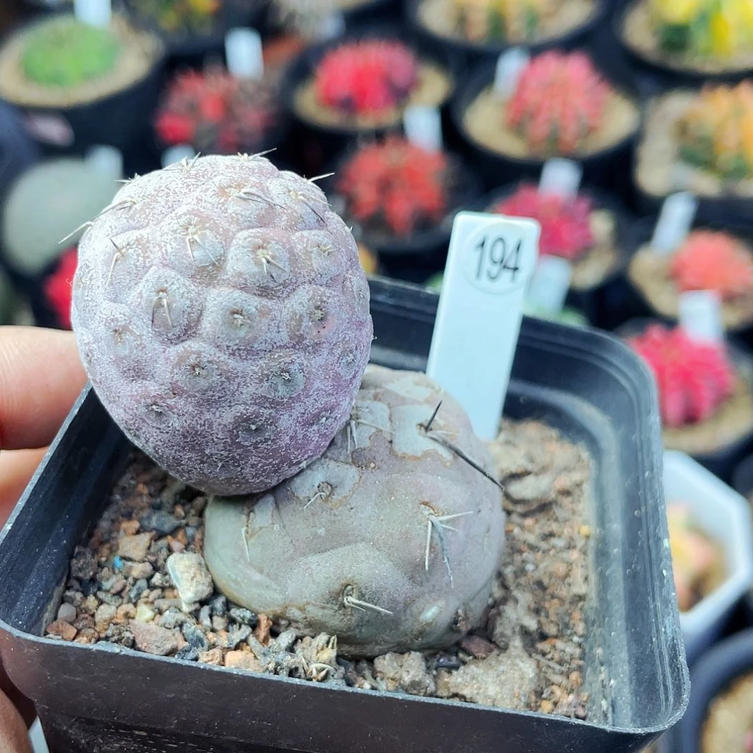 非偏远地区满25包邮仙人球